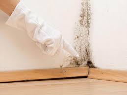 Professional Mold Remediation in Queens, NY